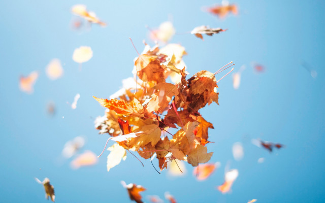 Floating leaves autumn blurry sky free wallpaper - medium preview image