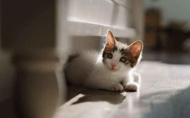 Curious cat on floor photorealistic free wallpaper - medium preview image