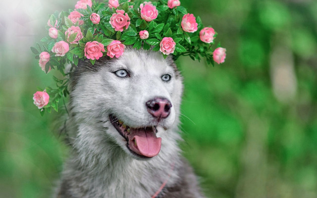 Husky flower crown tongue out free wallpaper - medium preview image