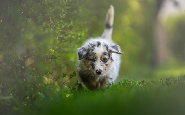 Small dog running green field free wallpaper - medium preview image