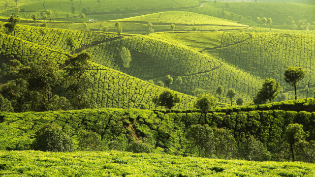 Lush green hillside trees fence #3 free wallpaper - medium preview image