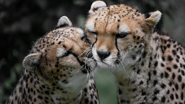Cheetah rubbing face wild animal #2 free wallpaper - medium preview image