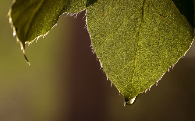 Green leaf water drop macro #5 free wallpaper - medium preview image