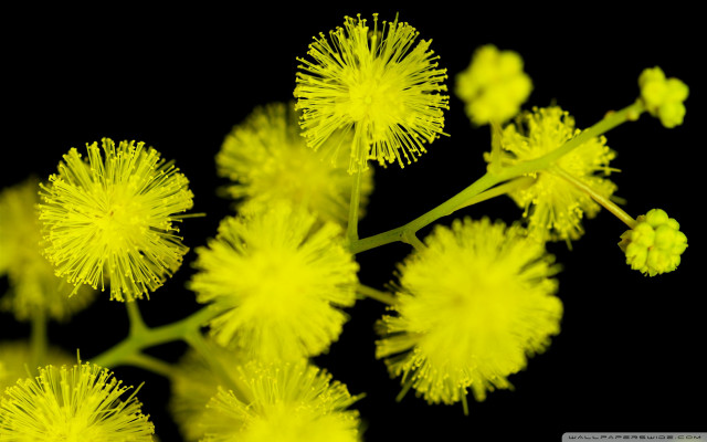 Yellow flowers closeup black background free wallpaper - medium preview image