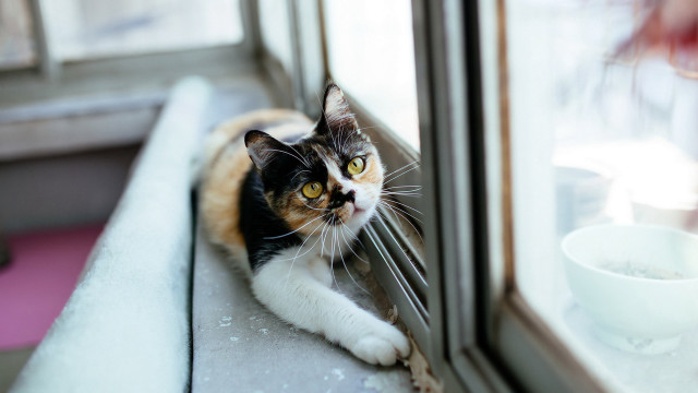 Cat window sill yellow eyes free wallpaper - medium preview image