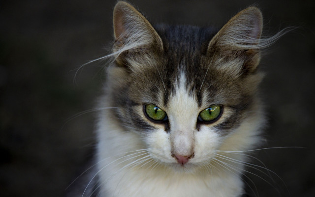 White cat green eyes macro #2 free wallpaper - medium preview image