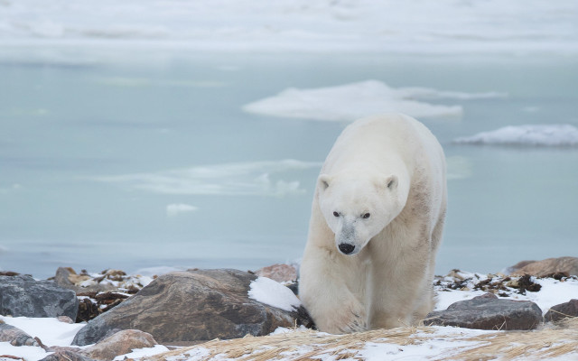Polar bear rocky beach icebergs free wallpaper - medium preview image
