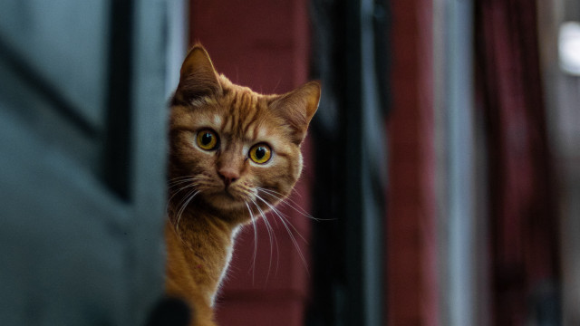 Cat window red door illusion free wallpaper - medium preview image
