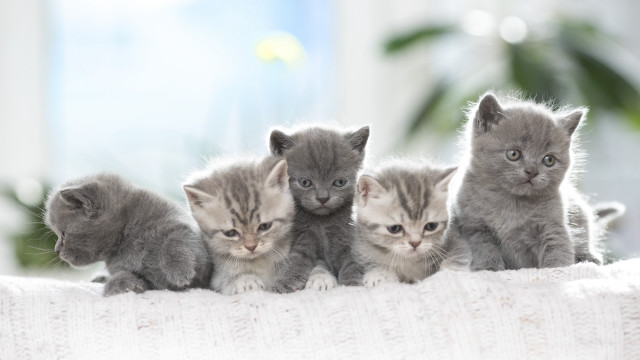 Kittens white blanket couch blurry free wallpaper - medium preview image