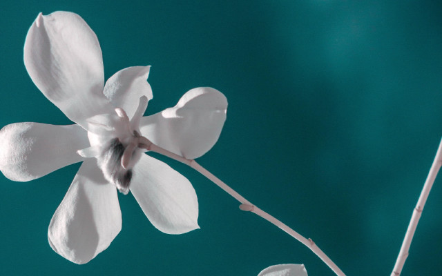 White flower vase fox ears free wallpaper - medium preview image