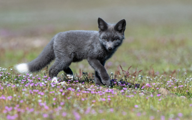 Small gray fox flower field free wallpaper - medium preview image
