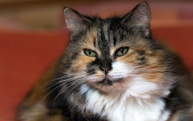 Sad cat green eyes couch #2 free wallpaper - medium preview image
