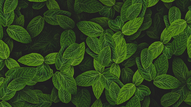 Green leafy plant closeup nature free wallpaper - medium preview image