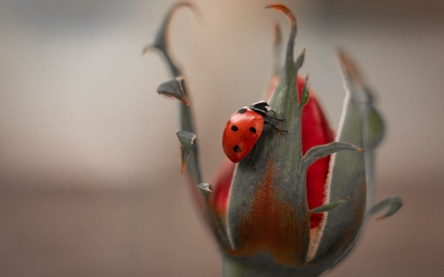 Ladybug flower bud leaves macro free wallpaper - medium preview image