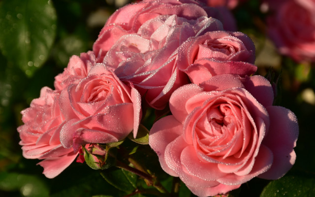 Pink roses water droplets macro free wallpaper - medium preview image