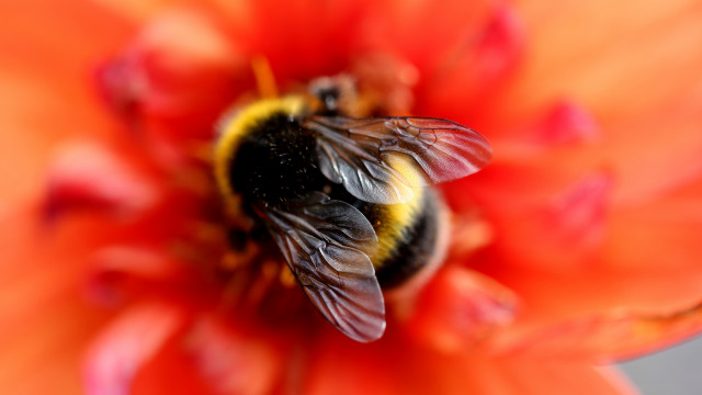 Bee orange flower macro blur free wallpaper - medium preview image