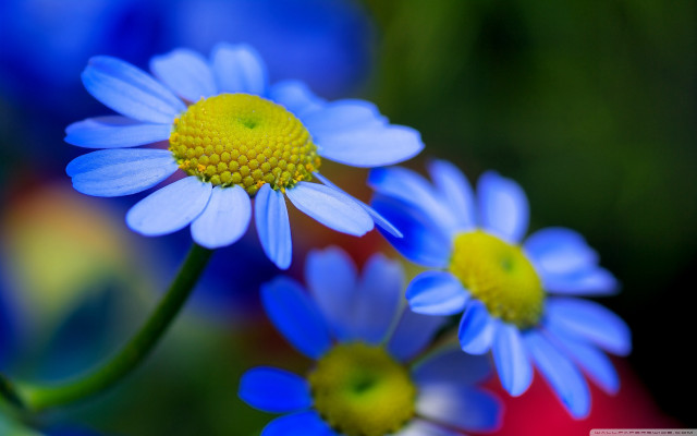 Blue flower bokeh macro closeup free wallpaper - medium preview image