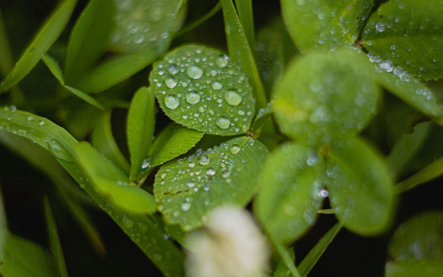 Water droplets plant leaves macro free wallpaper - medium preview image