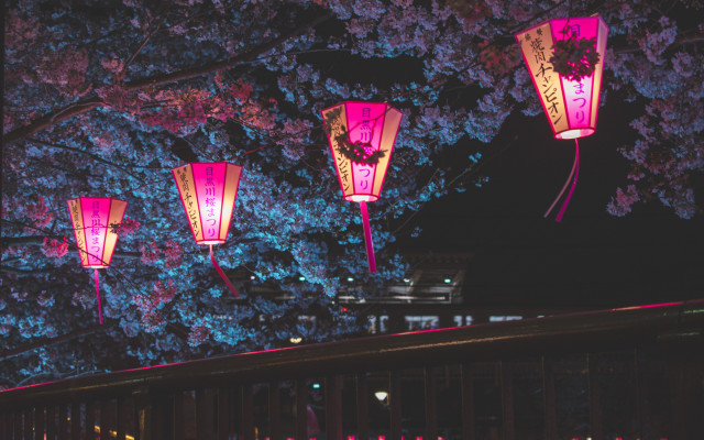 Pink lanterns night tree building free wallpaper - medium preview image