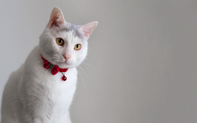 White cat red bow portrait free wallpaper - medium preview image