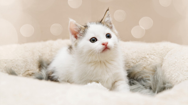 White kitten blue eyes cat free wallpaper - medium preview image