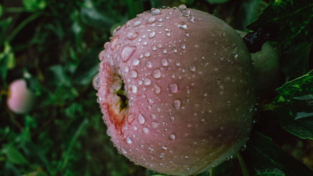 Wet apple water droplets macro free wallpaper for desktop - medium preview image