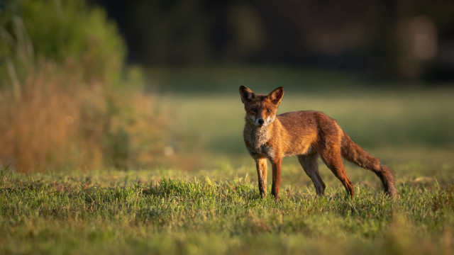 Small fox grassy field bush free wallpaper - medium preview image