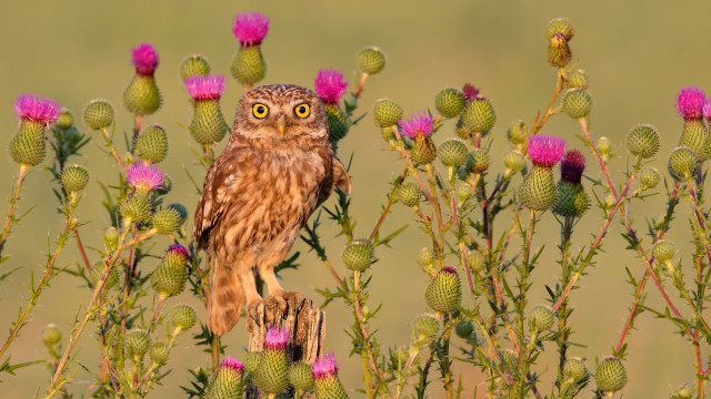 Small owl branch field flowers free wallpaper - medium preview image