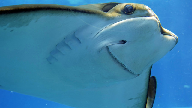 Large fish long nose smiling #2 free wallpaper - medium preview image