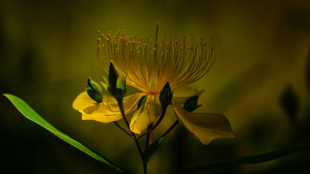 Yellow flower green leaves backlight free wallpaper - medium preview image