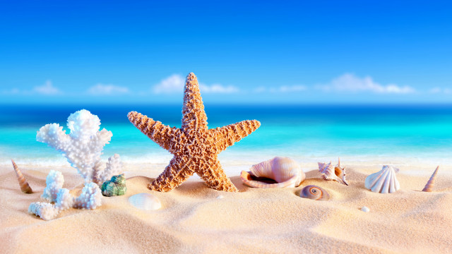 Starfish shells beach ocean sky #2 free wallpaper - medium preview image