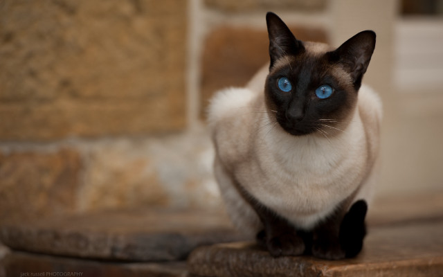 Siamese cat blue eyes ledge free wallpaper - medium preview image