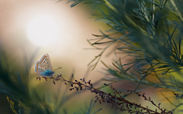 Blue butterfly branch leaves sunbeam free wallpaper - medium preview image
