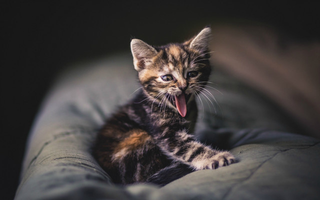 Kitten yawning couch blue eyes free wallpaper - medium preview image