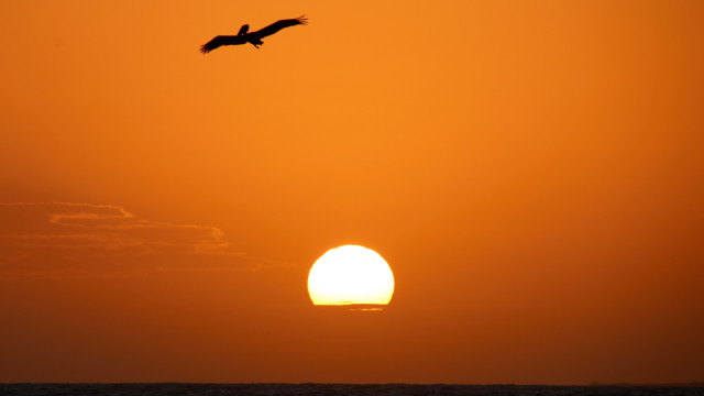 Bird sunset sky mountain ocean free wallpaper - medium preview image