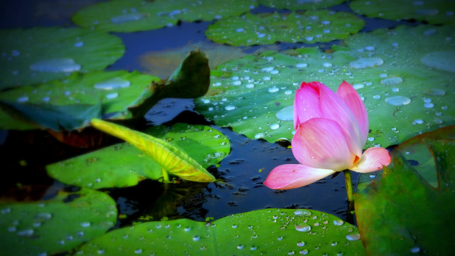 Pink flower floating lily pond free wallpaper - medium preview image