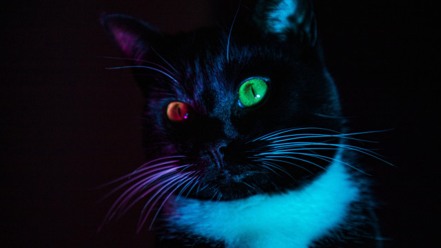 Black cat glowing eyes neon free wallpaper - medium preview image