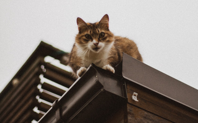 Cat roof sky window shiba free wallpaper - medium preview image