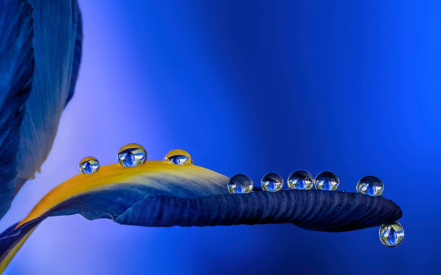 Blue bird long tail water free wallpaper - medium preview image