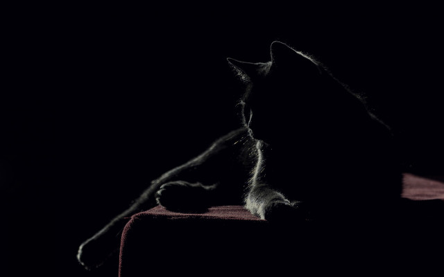Cat chair dark paw tail free wallpaper - medium preview image