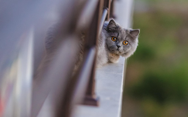 Curious black cat window yellow free wallpaper - medium preview image