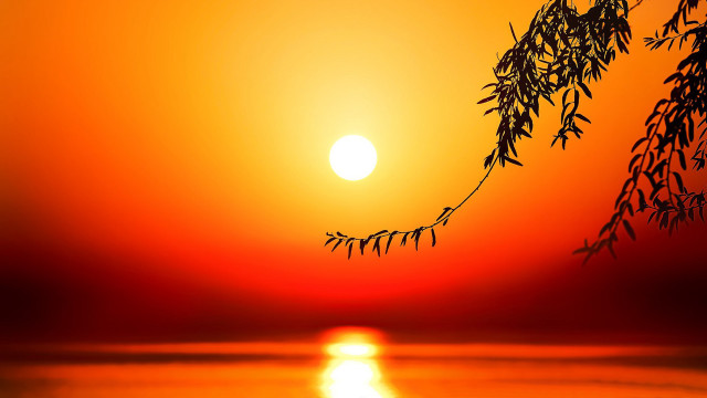 Sunset tree branch orange sky free wallpaper - medium preview image