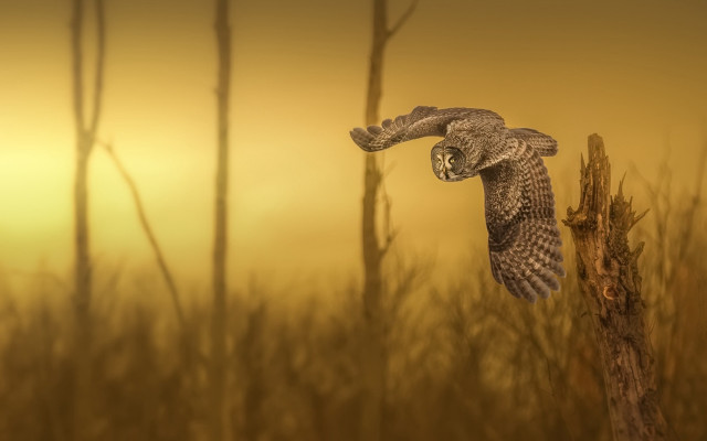 Bird flying over branch field #2 free wallpaper - medium preview image