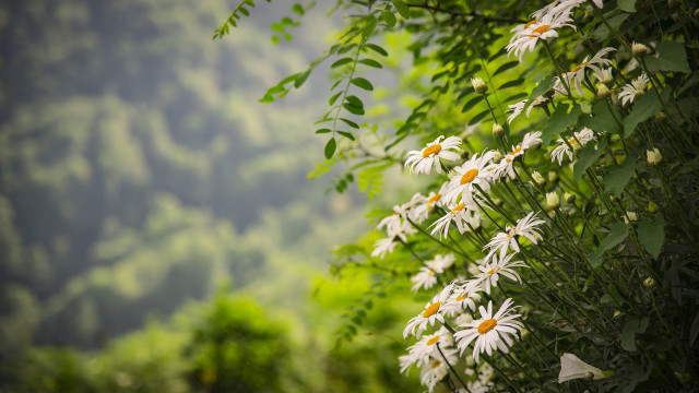 White flowers tree forest mountain free wallpaper - medium preview image