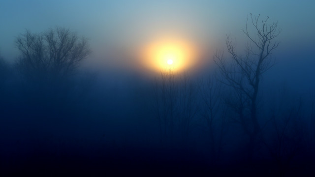 Foggy forest moonlight bare trees free wallpaper - medium preview image
