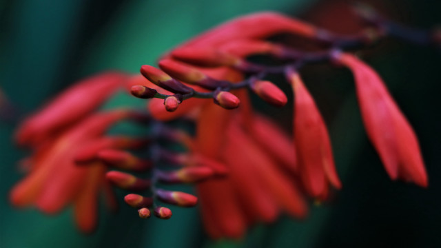 Red flower green background macro #2 free wallpaper - medium preview image