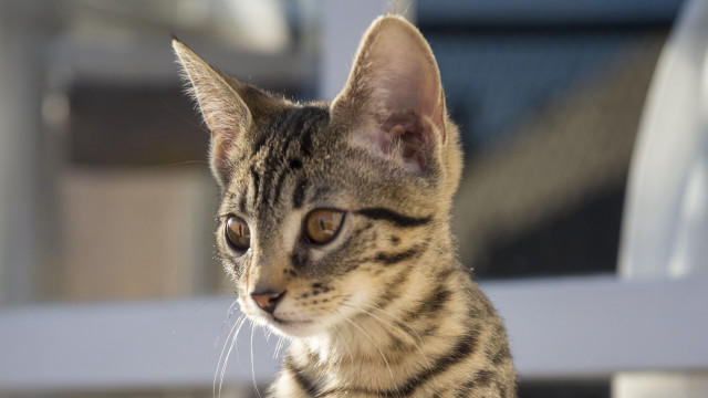 Small cat white chair window free wallpaper - medium preview image
