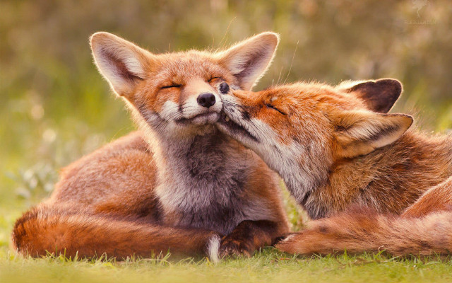 Foxes kissing grass field wildlife free wallpaper - medium preview image