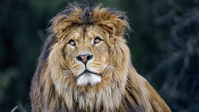 Lion long mane black background #2 free wallpaper - medium preview image