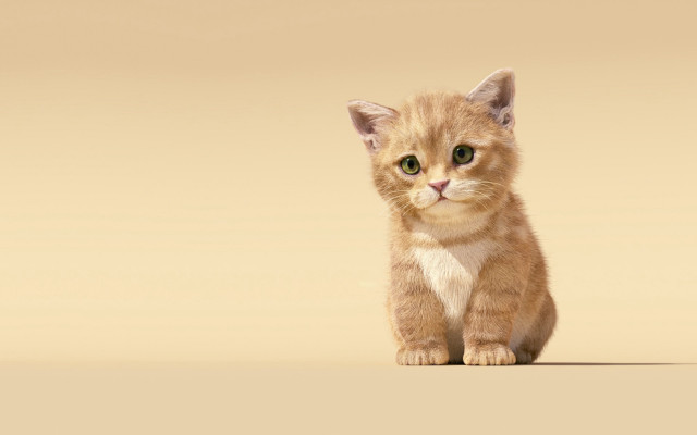 Sad kitten green eyes beige free wallpaper - medium preview image